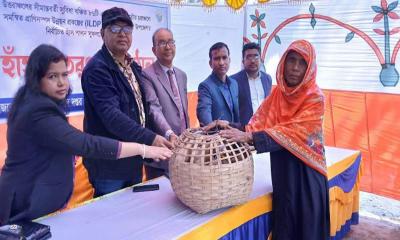 চিলমারীতে সুফলভোগীর মধ্যে বিনামূল্যে হাঁস বিতরণ