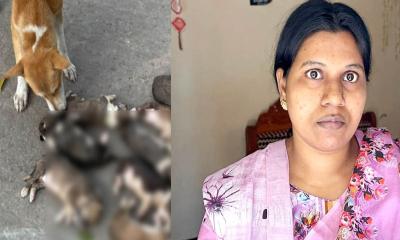 আট কুকুর ছানা হত্যার ঘটনায় মামলা, সরকারি কর্মকর্তার স্ত্রী গ্রেপ্তার
