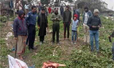 মুকসুদপুরে মরা গরুর পঁচা মাংস বিক্রি: ব্যবসায়ীকে ১৫ দিনের কারাদণ্ড