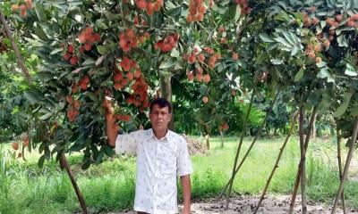 বিদেশি রামবুটান চাষে সফল নবাবগঞ্জের আব্দুর রহমান