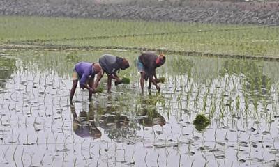 নবাবগঞ্জে ভালো ফলনের আশা নিয়ে বোরো রোপণ শুরু
