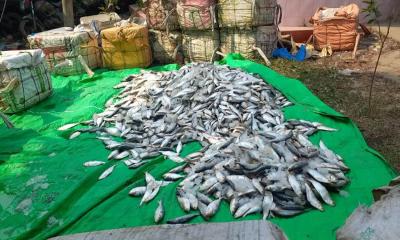 নোয়াখালীতে জাটকা ইলিশ জব্দসহ ৬ জনকে অর্থদণ্ড