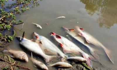 সরিষাবাড়ীর বিলে বিষ প্রয়োগে মাছ নিধন
