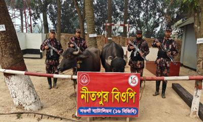 পোরশায় মালিকবিহীন ভারতীয় মহিষ আটক