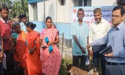 পাঁচবিবিতে ক্ষুদ্র নৃ-গোষ্ঠীর মাঝে ছাগল বিতরণ