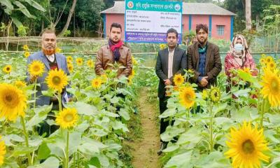 নকলায় পতিত জমিতে সূর্যমুখী চাষে অপার সম্ভাবনা