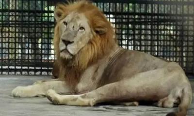 মিরপুর চিড়িয়াখানার খাঁচা থেকে পালিয়েছে সিংহ
