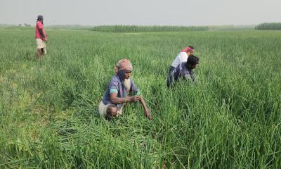 ভারতীয় পেঁয়াজ আমদানিতে লোকসানের মুখে ভেড়ামারার কৃষকরা