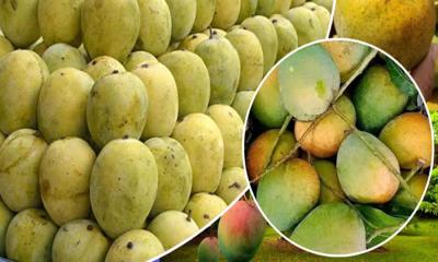রাসায়নিক দিয়ে পাকানো আম চিনবেন যেভাবে