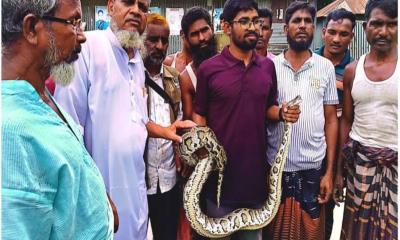 উলিপুরে মাছ ধরা জালে ১০ ফুট লম্বা অজগর আটক