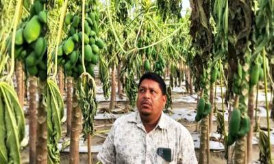 চকরিয়ায় ভয়াবহ বন্যায় ২০ লাখ টাকার পেঁপে বাগান ও ফসল নষ্ট, নিঃস্ব কৃষক