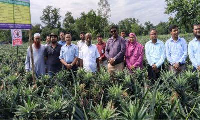 পাকিস্তানে আনারস রপ্তানির লক্ষ্যে মধুপুরে পাকিস্তানি দল
