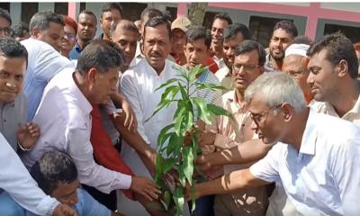 ২৫ কোটি বৃক্ষরোপণ কর্মসূচি বাস্তবায়নে মানিকগঞ্জে এমপি জিন্নাহর উদ্যোগ