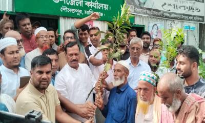 দৌলতপুরে বিএনপির উদ্যোগে বৃক্ষরোপণ ও গাছের চারা বিতরণ কর্মসূচি অনুষ্ঠিত