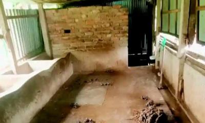 পাকুন্দিয়ায় একরাতে ৫টি গরু চুরি, এলাকাজুড়ে আতঙ্ক