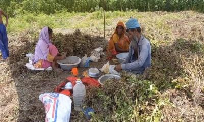বাদামের ভালো ফলনে মাদারীপুরের কৃষকদের মাঝে স্বস্তি 