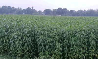 চুয়াডাঙ্গায় বেড়েছে পাট চাষ, পানি ও উৎপাদন খরচের সংকট 