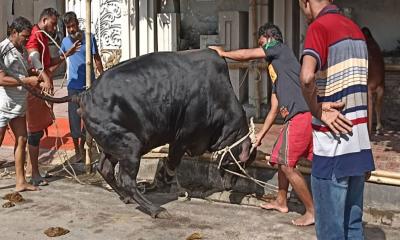 ঈদের দ্বিতীয় দিনেও চলছে পশু কোরবানি