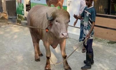 চিড়িয়াখানা ছেড়ে সাভারে গেল আলোচিত মহিষ ‘ডোনাল্ড ট্রাম্প’