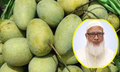 সংসদের সবাইকে ১০ কেজি করে আম উপহার দিলেন জামায়াত আমির