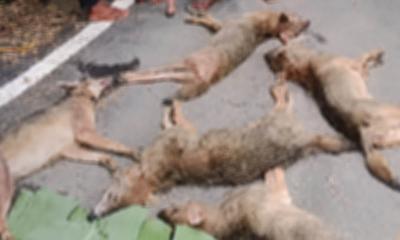 ৭ শিয়াল রান্না করে রুটি দিয়ে খেল বরিশালের বাসিন্দারা!