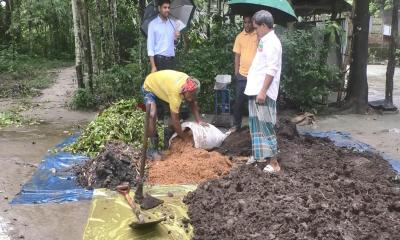কুড়িগ্রামে জৈব সারের ব্যবহারে লাভবান হচ্ছেন কৃষক, কমছে খরচ