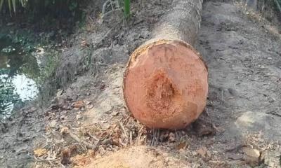 মাটিরাঙ্গায় নারকেল গাছ পড়ে নারীর মৃত্যু