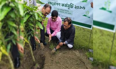 দাশেরকান্ধিতে ঢাকা ওয়াসার বৃক্ষরোপণ কর্মসূচি উদ্বোধন