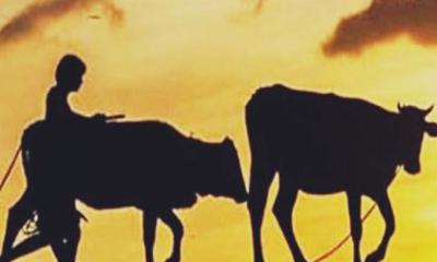 মাগুরার শালিখায় কৃষকের গোয়ালঘর থেকে ২ গরু চুরি