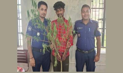 কাউখালীতে গাঁজাগাছসহ যুবক আটক