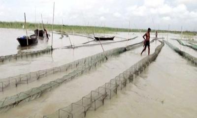 চরফ্যাশনে রিং জালের ফাঁদে হারিয়ে যাচ্ছে দেশী প্রজাতির মাছ 