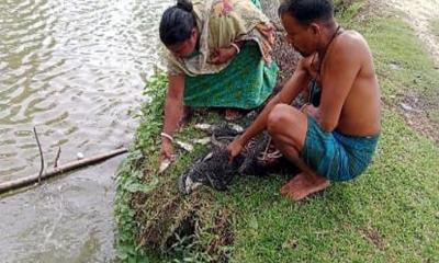 কলাপাড়ায় বিলুপ্ত প্রায় দেশীয় মাছ চাষে স্বাবলম্বী গ্রামীণ নারী-পুরুষ