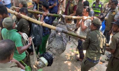 খানজাহান আলী মাজার সংলগ্ন ঠাকুর দিঘির একমাত্র কুমির স্থানান্তর