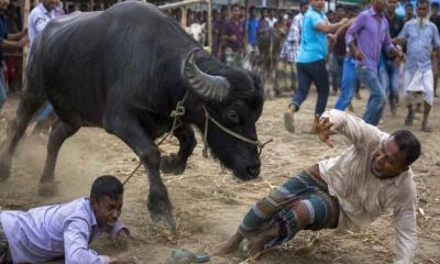 দেওয়ানগঞ্জে কোরবানির হাটে মহিষের তাণ্ডব, প্রাণ গেল দুজনের